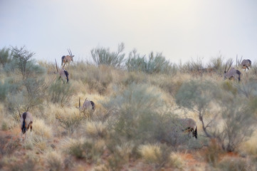 GEMSBUCK (Oryx gazella) in the kalahari desert, South Africa. 