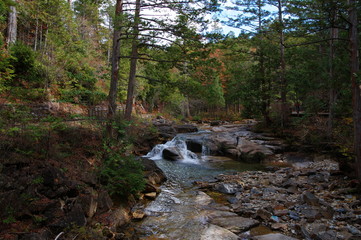 赤沢自然休養林