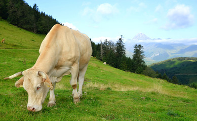 Grazing cow on a mountain meadow. Col D'Aspin in Pyrenees mountains, France.