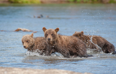 The Kamchatka brown bear is a subspecies of the brown bear, common on the territory of Eurasia. It differs from its relatives living in Siberia by its larger size and docile nature.