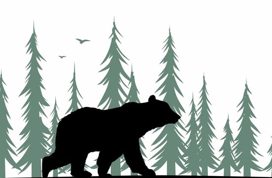 Bear silhouette with forest. 