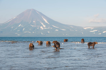 The Kamchatka brown bear is a subspecies of the brown bear, common on the territory of Eurasia. It differs from its relatives living in Siberia by its larger size and docile nature.