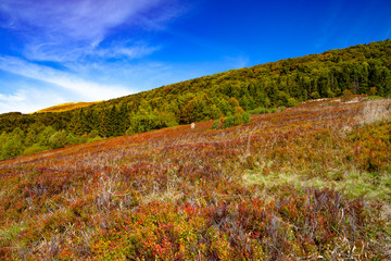 Fototapeta premium Landscape of autumnal peaks of the Carpathians.