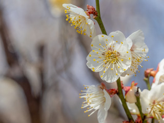 Ume is Japanese plum.