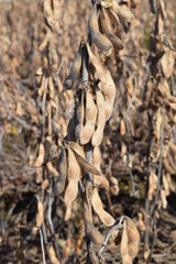 収穫前のダイズ畑