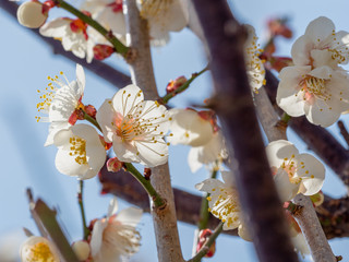 Ume is Japanese plum.