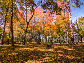 autumn in the park