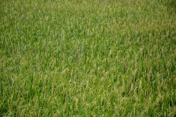 Rice field green background.