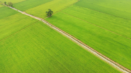 Obraz premium The beautiful landscape of rice fields in Thailand. 