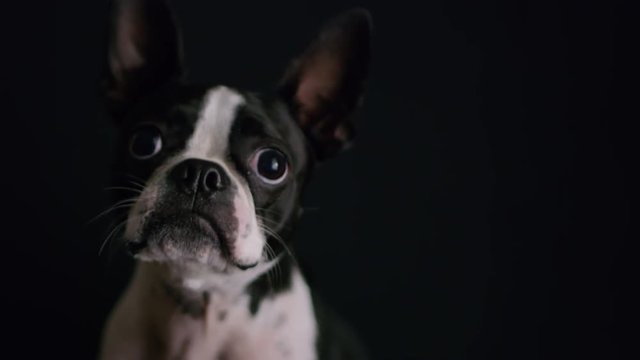 Adorable Boston Terrier Puppy Close Up On Black Background 2.mov