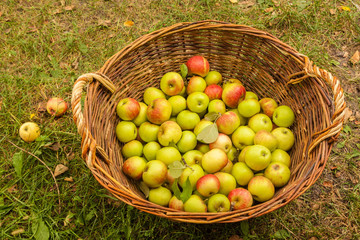 Large rural basket with apples on the grass