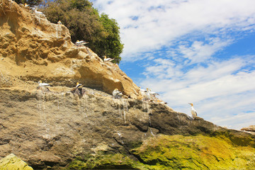 Waterfront view on Cape Kidnappers, near Hastings Hawkes Bay, New Zealand