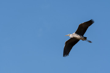 Heron flying in the sky.