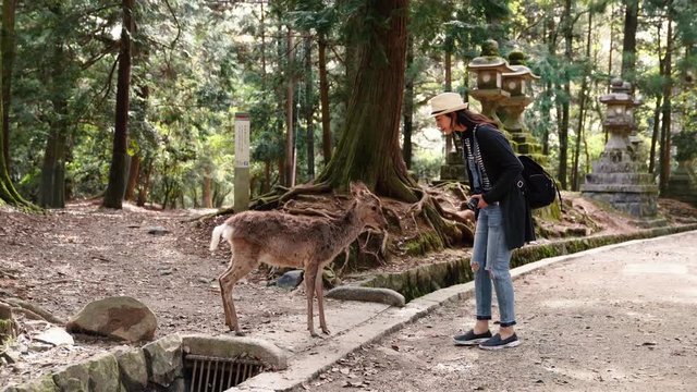 female tourist holding camera and feeding deer, after eating the polite deer nods head saying thanks 