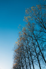 Trees and leaves showing autumn / fall colors in Galicia, Spain