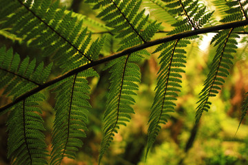 Magical green fern in rainforest of New Zealand