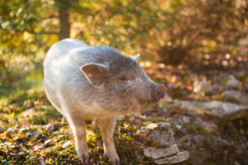 Homemade wild boar walking on the Sunny green meadow. Little pig, mini pig brightly lit by the sun, close-up