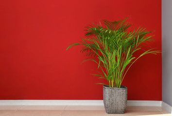 Decorative Areca palm near color wall