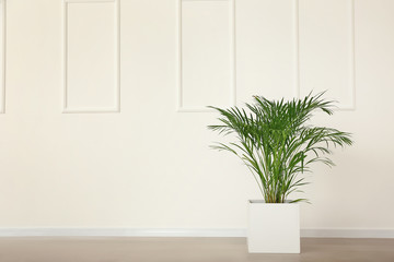 Decorative Areca palm near light wall