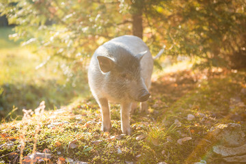 Homemade wild boar walking on the Sunny green meadow. Little pig, mini pig brightly lit by the sun, close-up