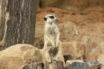 Lonely suricata standing and watching around on stony background