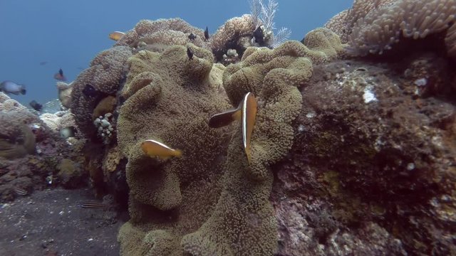 Tropical fish swim in the blue water near beautiful Anemone with Orange Skunk Clownfish - Amphiprion sandaracinos, Bali, Oceania, Indonesia