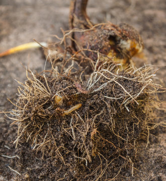 Larva of the beetle, wireworms in the roots