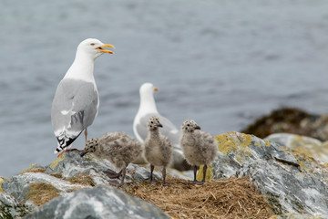 Seagull with chicks