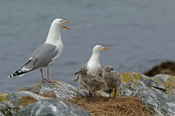 seagull family on rocks