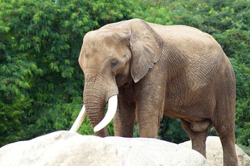 Fototapeta premium elephant in zoo