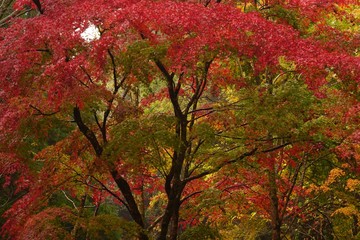 菊池渓谷の紅葉