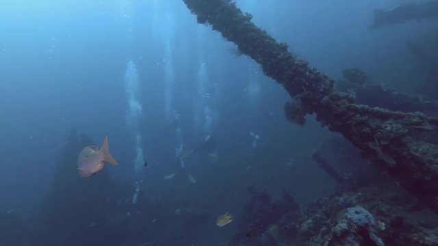 Snapper swim near the board shipwreck USAT Liberty. Black Spot Snapper - Lutjanus monostigma, Bali, Oceania, Indonesia