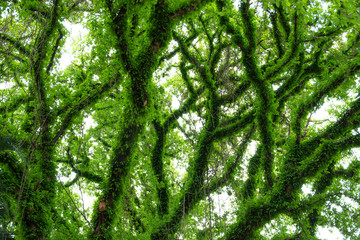Fototapeta premium big tree. Patterned green branches On the tree wld beauty