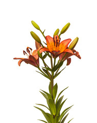 Lily Asian hybrids 'Marquee' with drops of water  isolated on white background