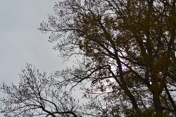 trees winter sky sun clouds