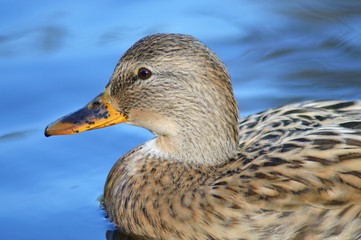 Duck swimming on lake