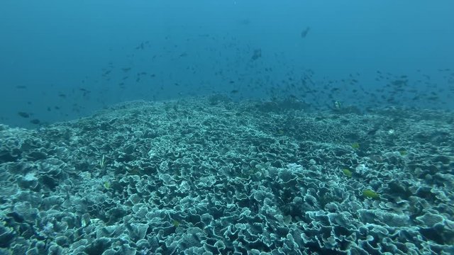 Large school of Philippines chromis -Chromis scotochiloptera swim over coral reef in the blue water. Bali, Oceania, Indonesia