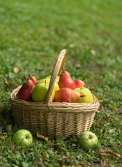 basket, fruit, apple, food, red, apples, fresh, healthy, ripe, isolated, autumn, white, organic, harvest, wicker, freshness, agriculture, juicy, sweet, nature, vegetarian, crop, green, diet, delicious