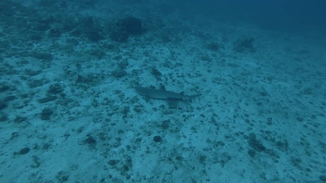 Whitetip Reef Shark - Triaenodon obesus lies and slowly swim over sandy bottom.  Top view, Bali, Oceania, Indonesia