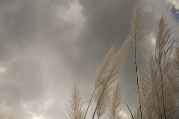 Saccharum Spontaneum  flower and The sky looks like rain is falling.Kans grass,wild sugarcane grass flower.