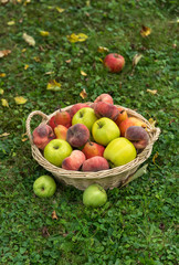 basket, fruit, apple, food, red, apples, fresh, healthy, ripe, isolated, autumn, white, organic, harvest, wicker, freshness, agriculture, juicy, sweet, nature, vegetarian, crop, green, diet, delicious