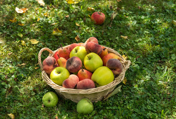 basket, fruit, apple, food, red, apples, fresh, healthy, ripe, isolated, autumn, white, organic, harvest, wicker, freshness, agriculture, juicy, sweet, nature, vegetarian, crop, green, diet, delicious