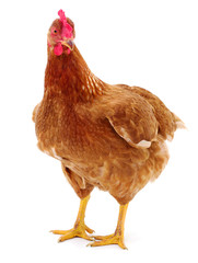 Brown hen isolated.