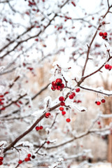 Winter landscape. Snowy nature. Snow-covered forest.