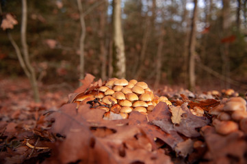 Close-up of a group of mushrooms in a forest near Hooghalen, the netherlands