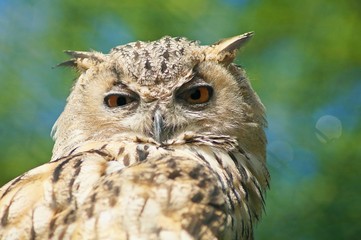portrait of an eurasian eagle owl