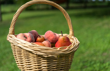 basket, fruit, apple, food, red, apples, fresh, healthy, ripe, isolated, autumn, white, organic, harvest, wicker, freshness, agriculture, juicy, sweet, nature, vegetarian, crop, green, diet, delicious