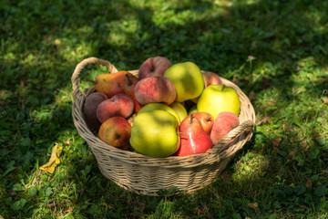 basket, fruit, apple, food, red, apples, fresh, healthy, ripe, isolated, autumn, white, organic, harvest, wicker, freshness, agriculture, juicy, sweet, nature, vegetarian, crop, green, diet, delicious