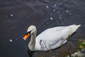 white swan paddling in the river