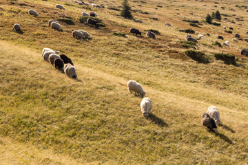 Flock of sheeps grazing on summer hills. Pasture background. Herd of lambs on carpathian mountains. Rural landscape. Countryside with ewes. Beautiful farmland on sunny day.